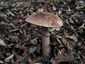 Piruló galóca (Amanita rubescens), Budai-hegység